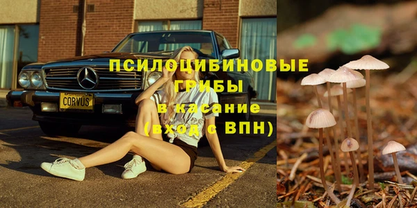стаф Алзамай